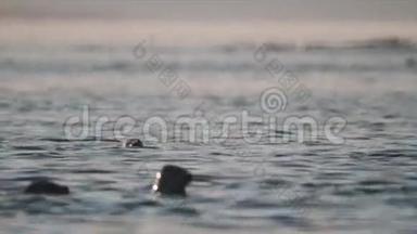 漂浮在海面上的海面上的海豹